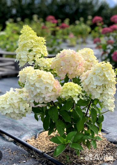 Гортензия метельчатая