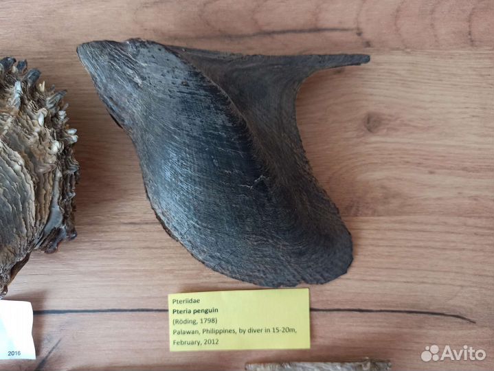 Морские раковины