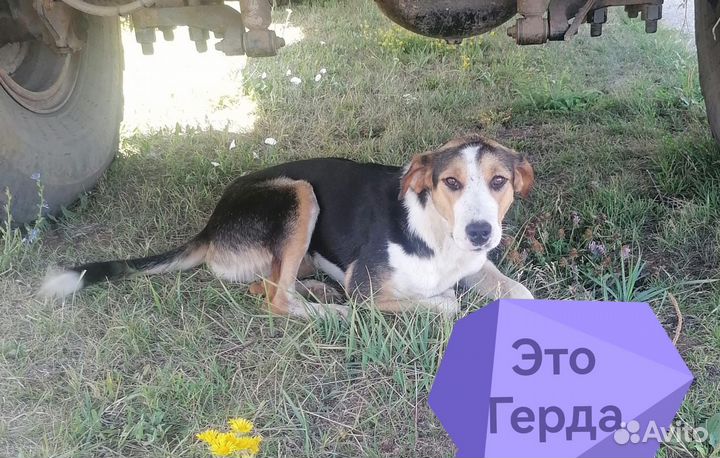 Собака в добрые руки