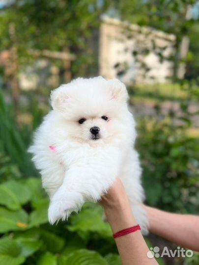 Собака мини шпиц