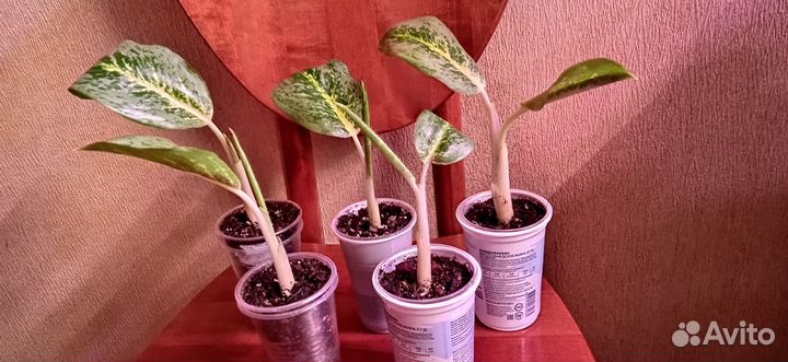 Аглаонема Милки Вей