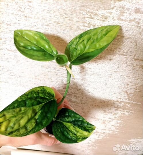 Монстера Карстенианум вариегатная