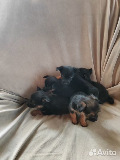 Щенки йорка