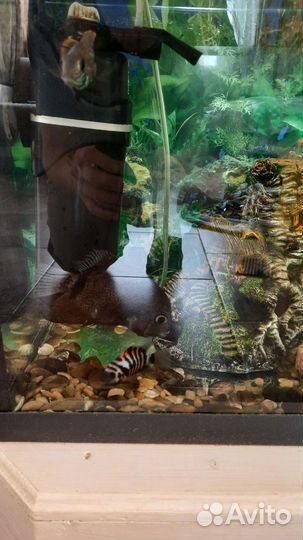 Аквариум и цихлиды