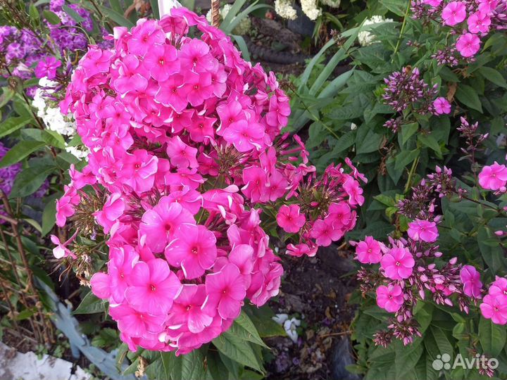 Флоксы многолетние