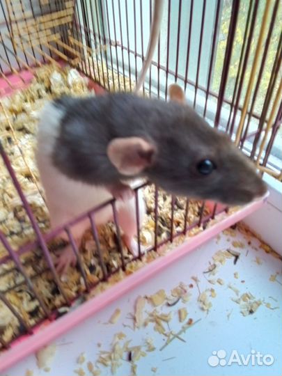 Крыска ручная