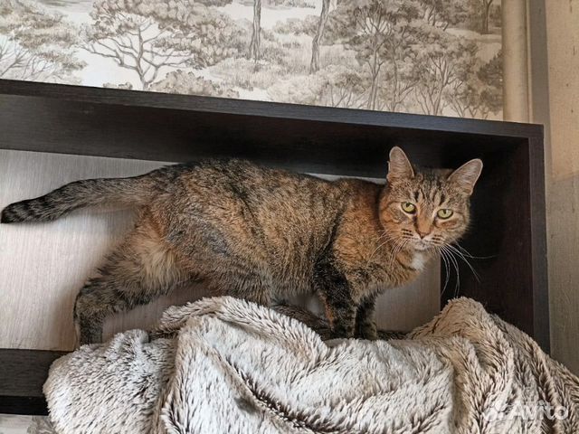 Нежная и очень скромная кошечка