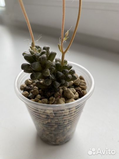 Семена anacampseros namaquensis