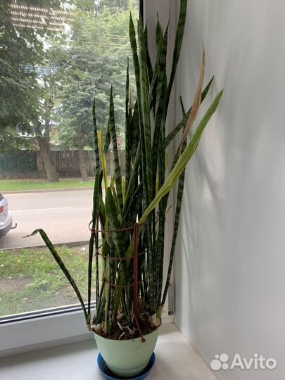 Большие комнатные растения