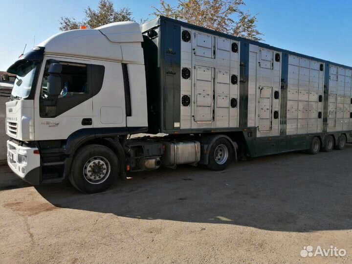 Перевозка скота (скотовоз)