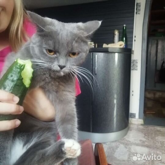 Кошечка в добрые руки