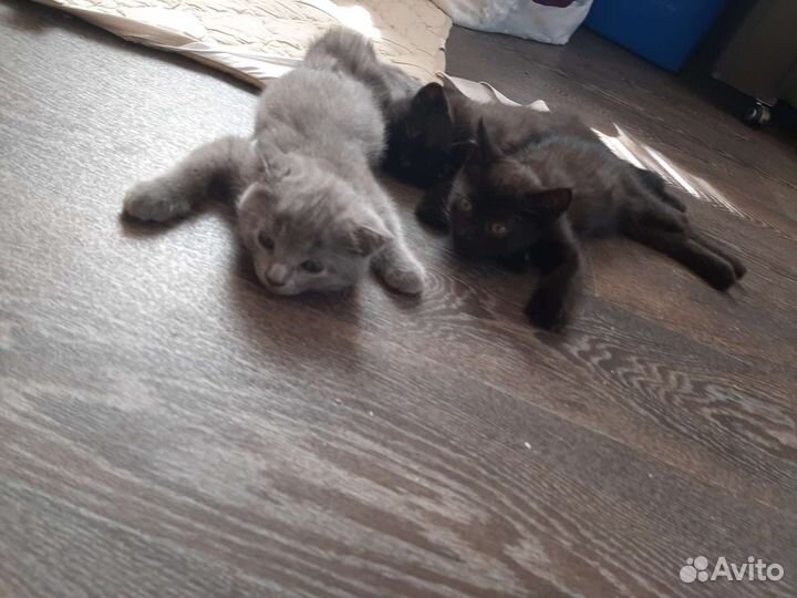 Британские котята
