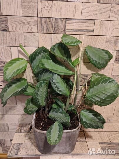 Маранта сильвер бэнд