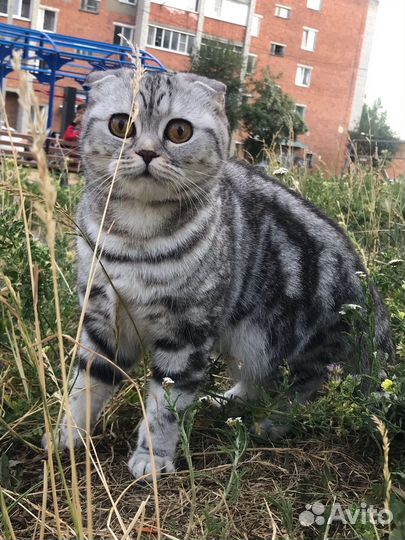 Вязка шотланской вислоухой кошки