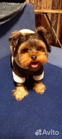 Йоркширский терьер