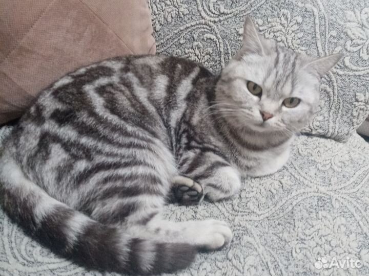 Кошки в добрые руки