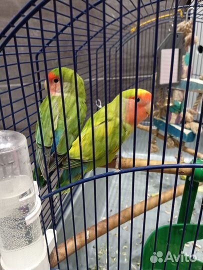 Попугай неразлучники с клеткой