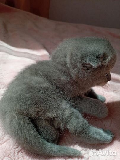 Шотландская вислоухая кошка