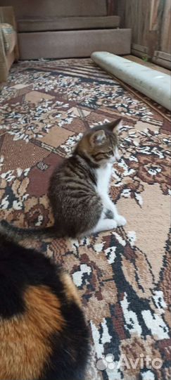 Котята короткошерстные