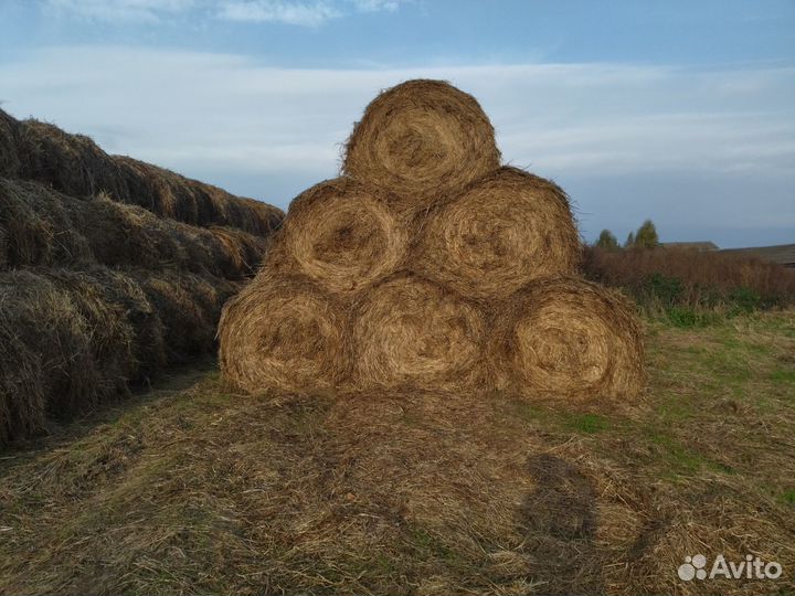 Продаю сено 2023г