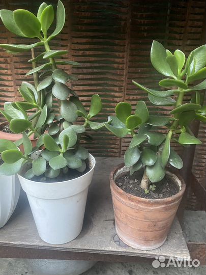 Фикус денежное дерево педилантус