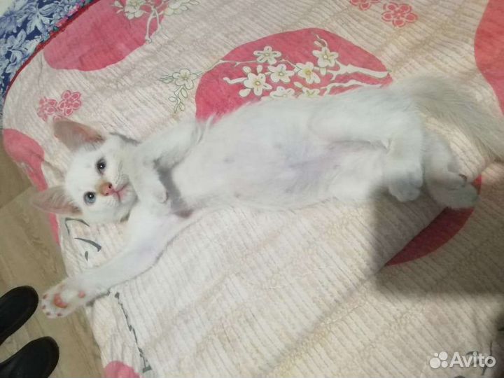 Котик в добрые руки