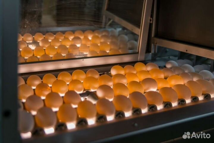Инк. яйцо всей с/х птицы. опт/розница