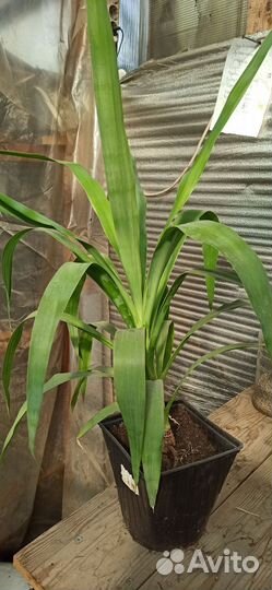 Пальма юкка