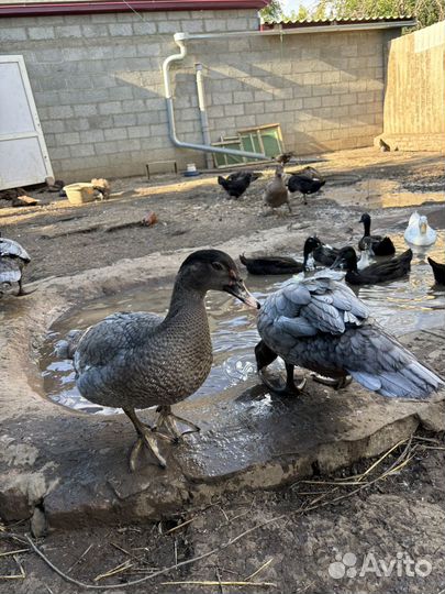 Индоутки тяжелой линии