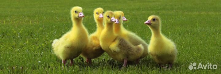 Гусята линда и кубанская серая крупная домашние