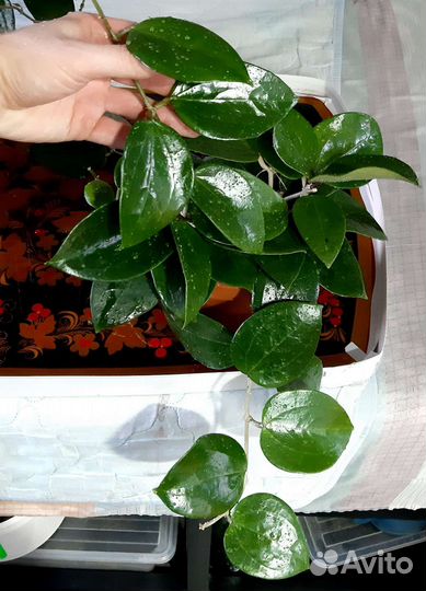 Хойя H. Pottsii Chiang Mai23