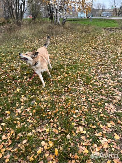 Собака из приюта