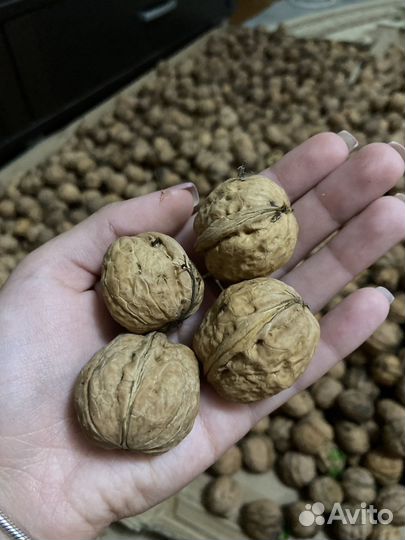 Грецкий орех