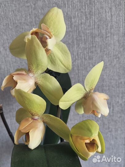 Орхидея фаленопсис patric peloric патрик
