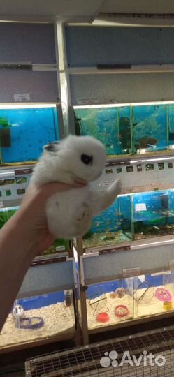 Карликовые крольчата