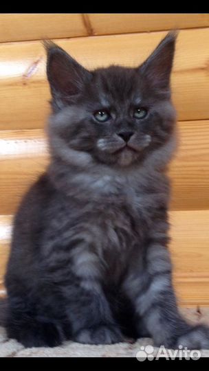 Котёнок Мэйн Кун
