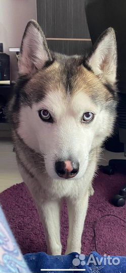 Потерялась собака