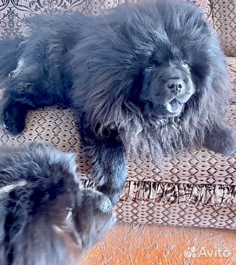 К Продаже к Резерву щенки Чау-чау