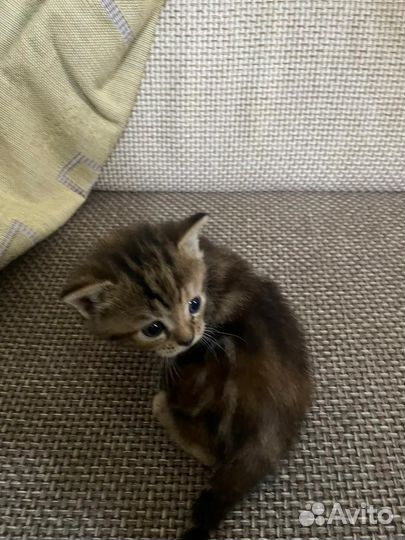 Шотландская вислоухая