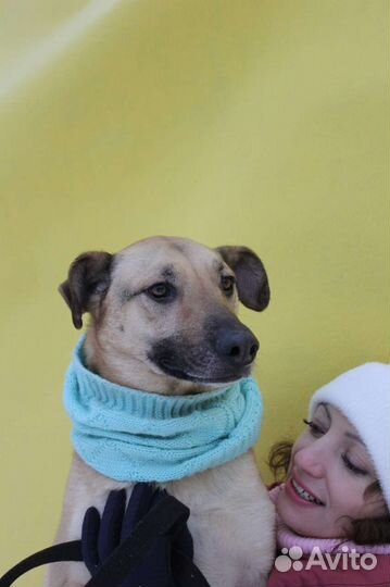 Собака в добрые руки