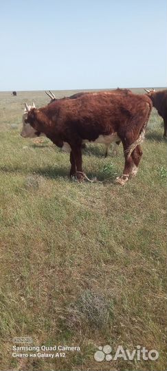 Быки коровы бычки телята