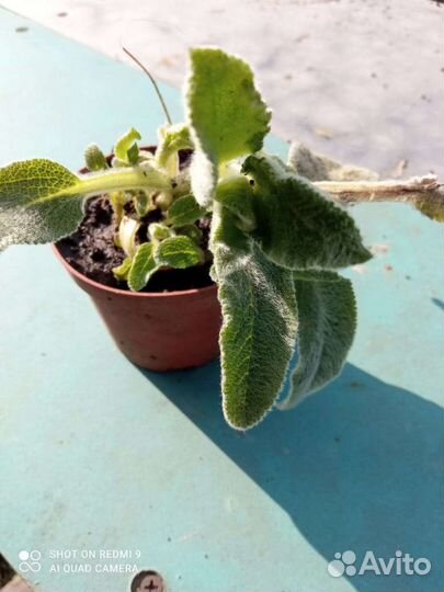 Чистец византийский