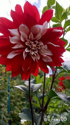 Обменяю клубни георгин