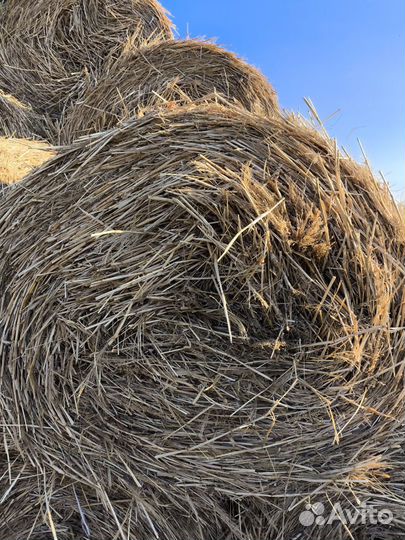 Солома в рулонах просяная