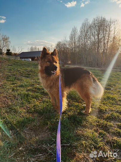 Немецкая овчарка в добрые руки