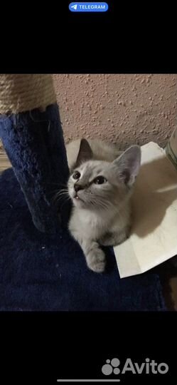 Кошка в добрые руки