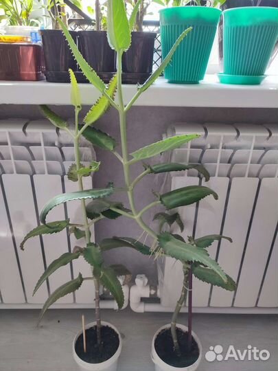 Каланхоэ Дегремона