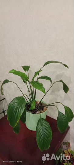 Спатифиллум