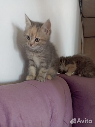 Очаровательные котята