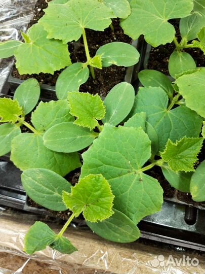 Рассада огурцов